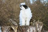 CHIEN NU CHINOIS 003